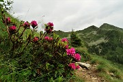 88 A temporale esaurito lascio la biata e discendo il sent. 101 fiorito di rododendri con vista a sx sul Valegino